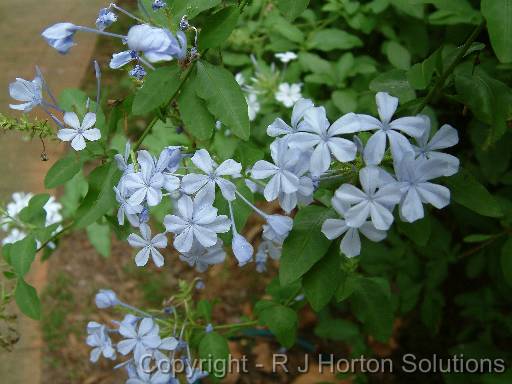 Plumbago blue 